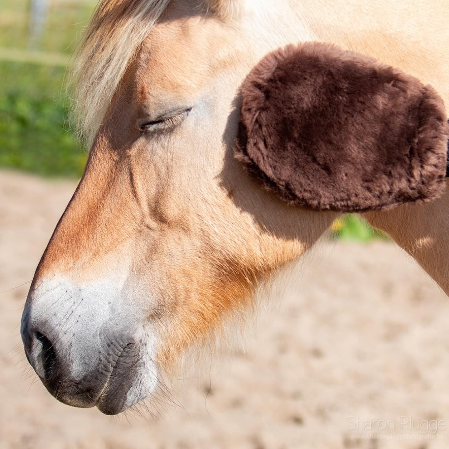 Putzhandschuh Merinowolle