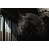 Gebisslose Zaumung sidepull Kiona mit Zugel