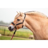 Lederhalfter Kaily anatomisches Kopfstück