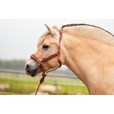 Lederhalfter Kaily anatomisches Kopfstück