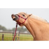 Resi lead rope cotton 2 or 6,8 meters