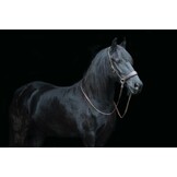 Grace ED2 sidepull bitlooshoofdstel