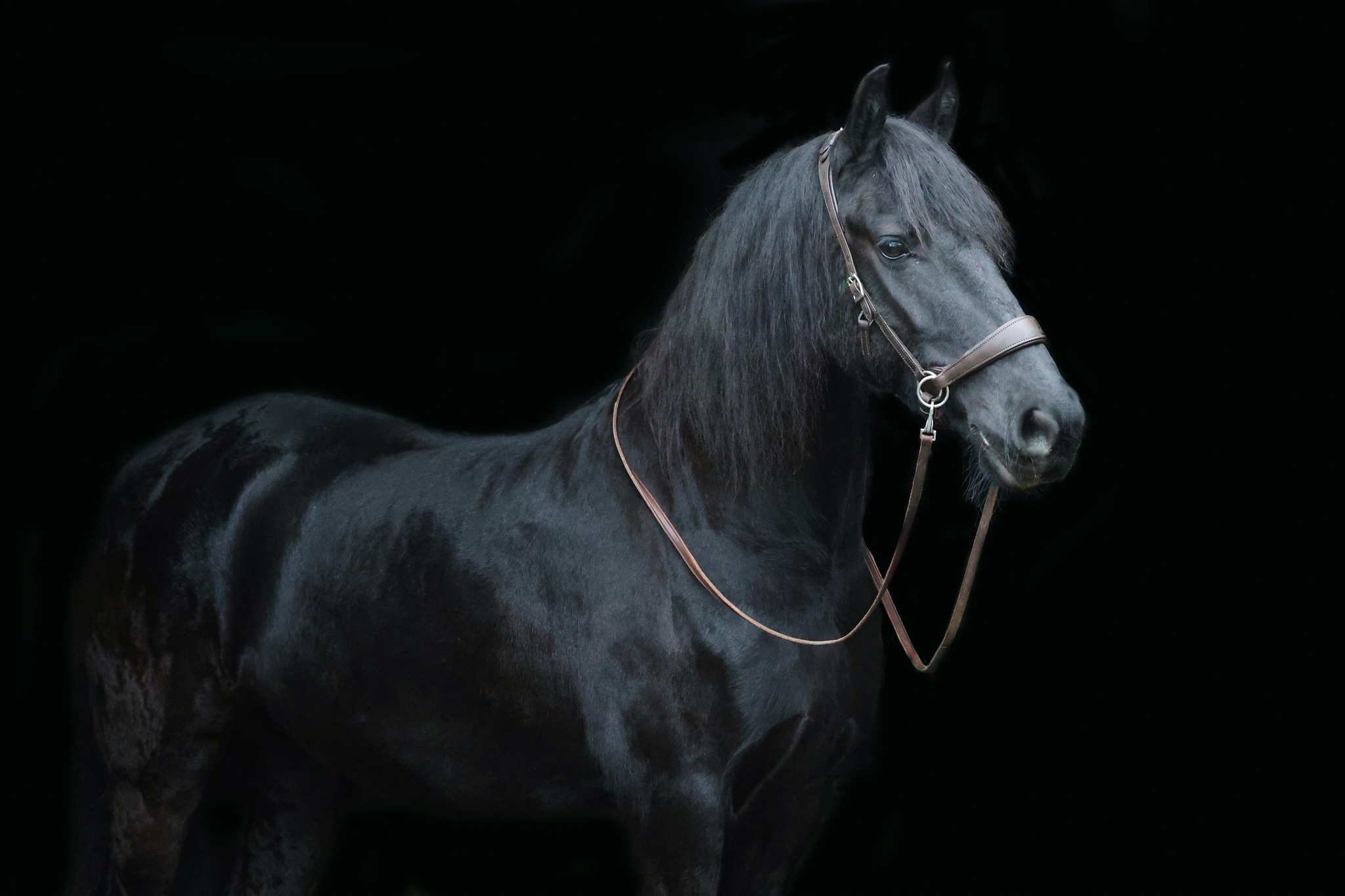 Grace ED2 sidepull bitless bridle