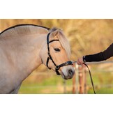 Kappzaum PRO ED-5 mit Anatomisches Kopfstück