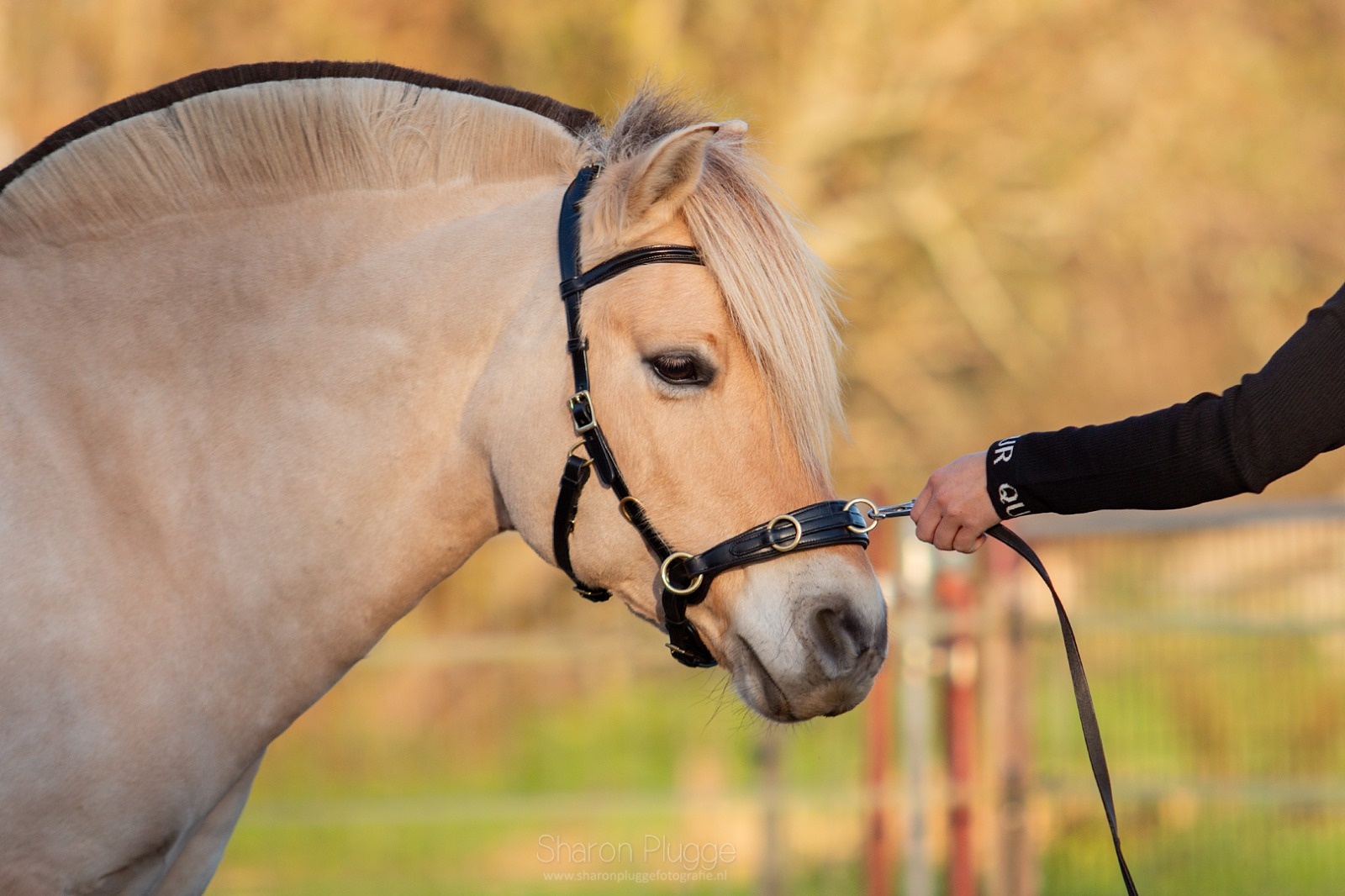 Kappzaum PRO ED-5 mit Anatomisches Kopfstück