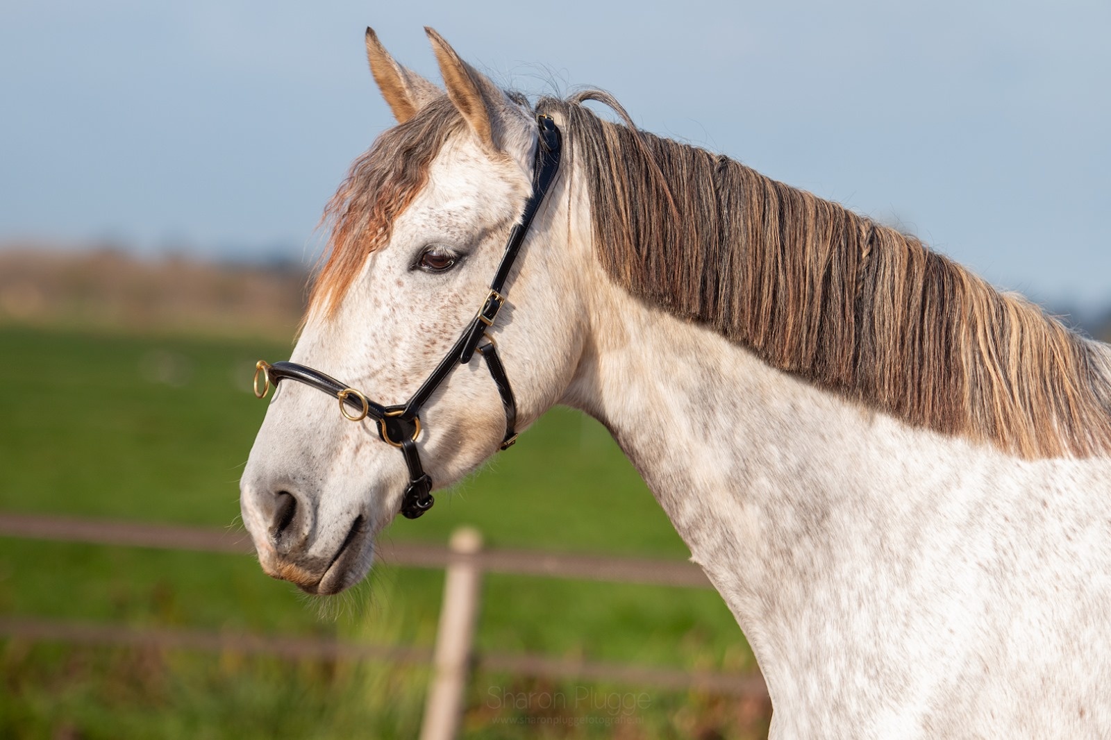Kappzaum ED-5 mit Anatomisches Kopfstück