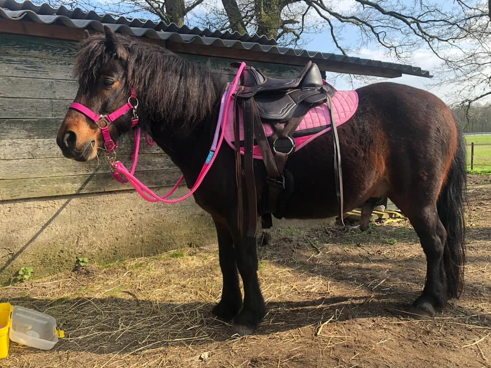 Western pad Billy pony