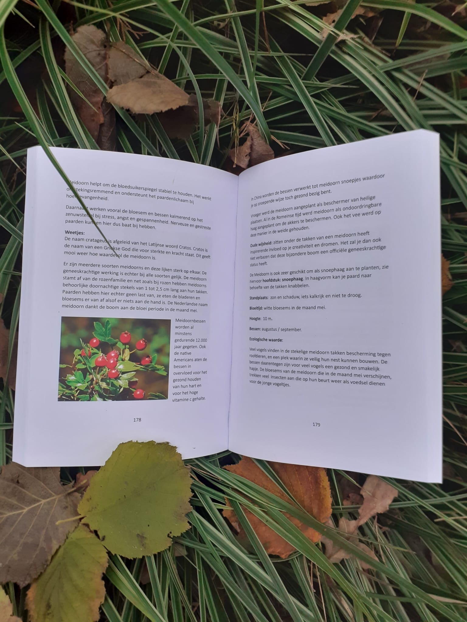 De NATUUR als krachtige basis voor jouw PAARD - Buch