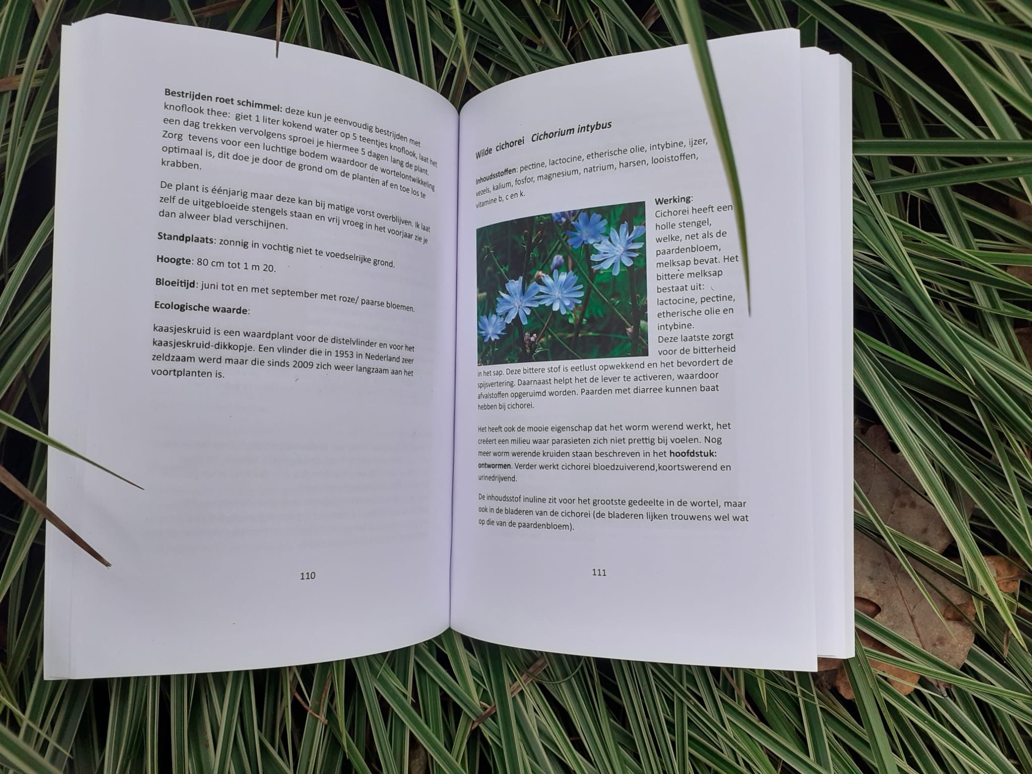 De NATUUR als krachtige basis voor jouw PAARD - Buch