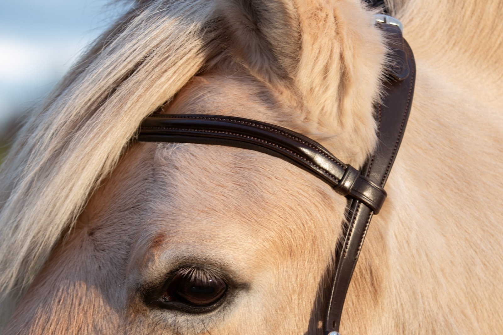 Wave shaped browband