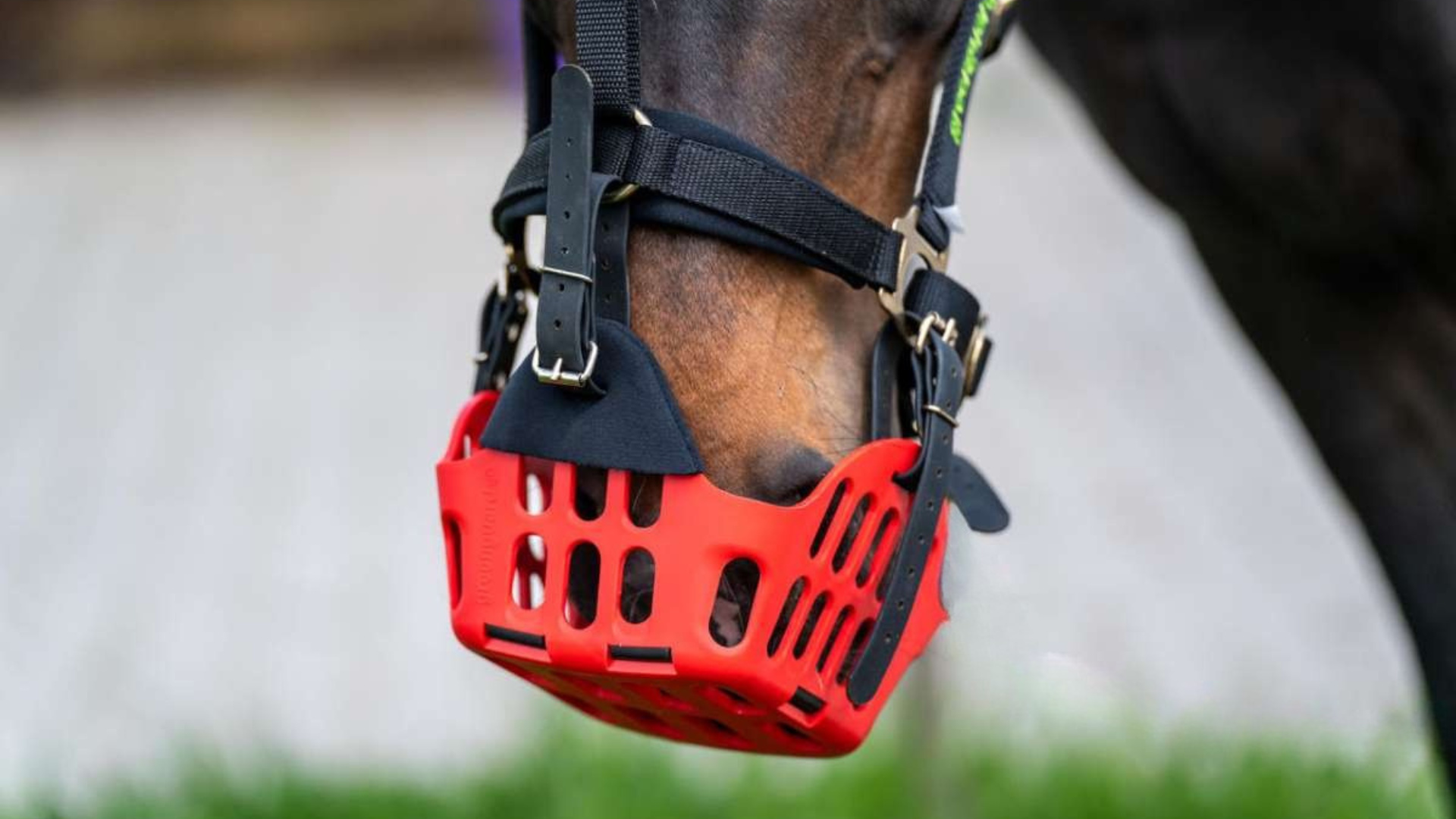 Neopreen bescherm hoesjes set voor graasmasker