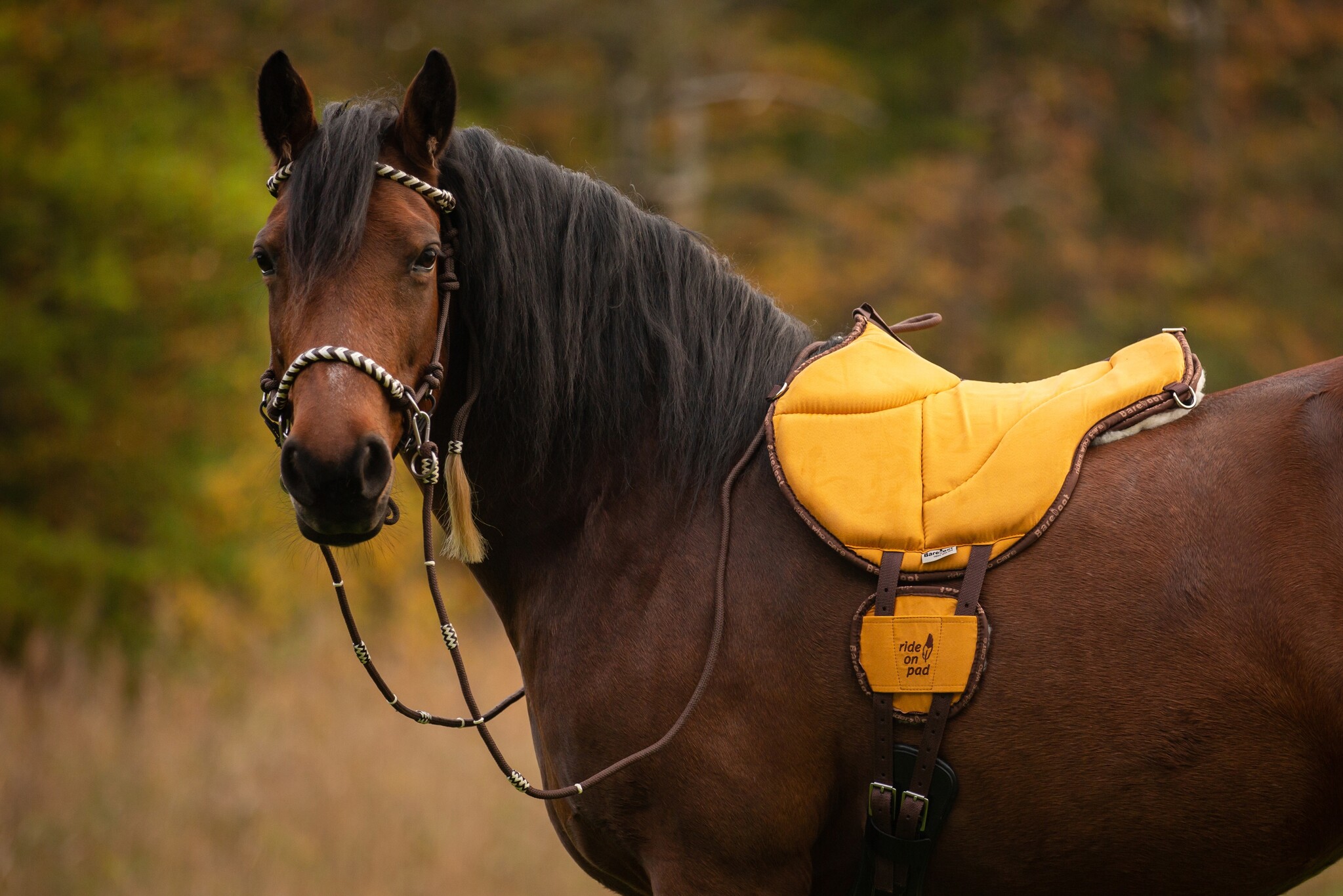 Ride on Pad Physio barebackpad