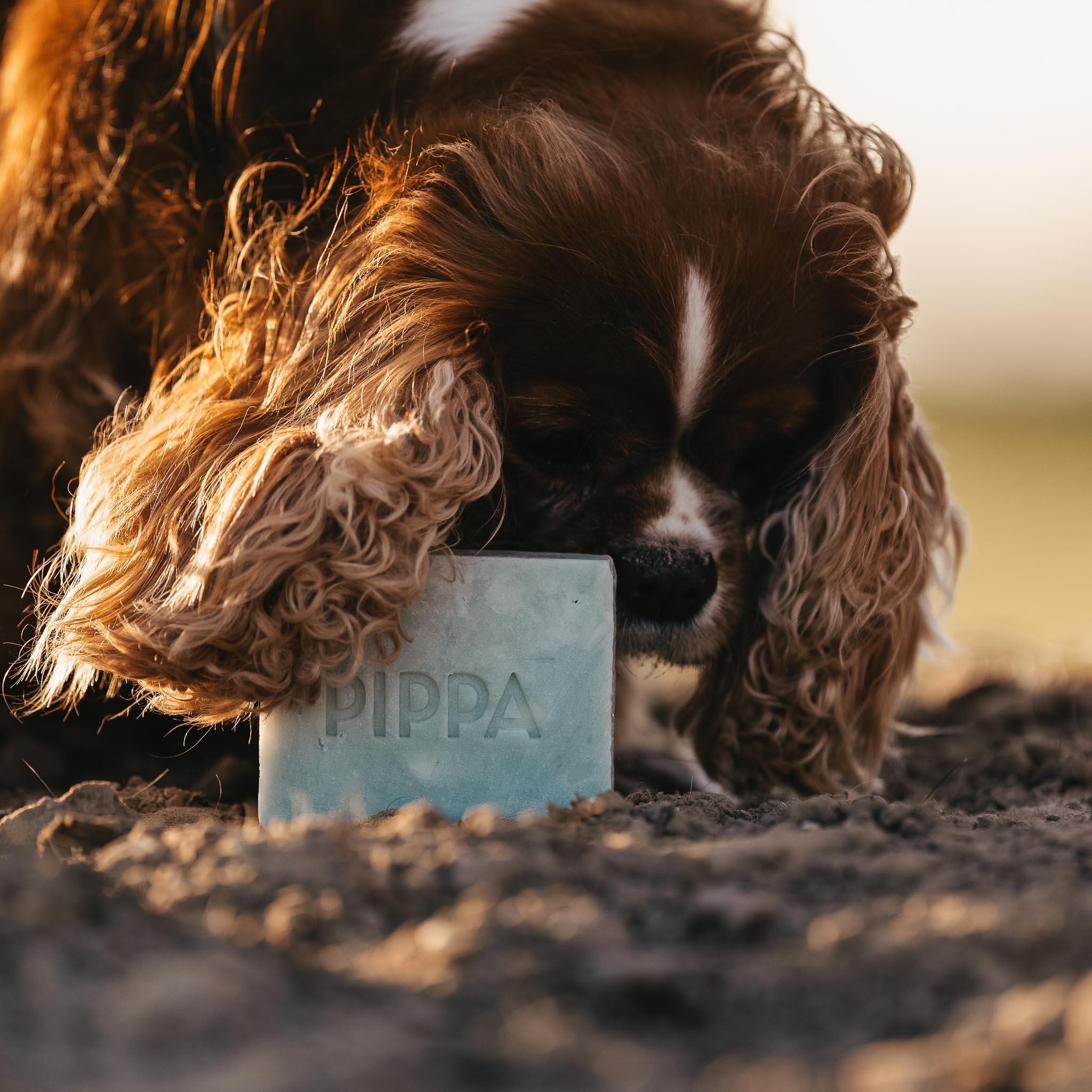 Aloe Vera & Avocado shampoobar voor paard en hond