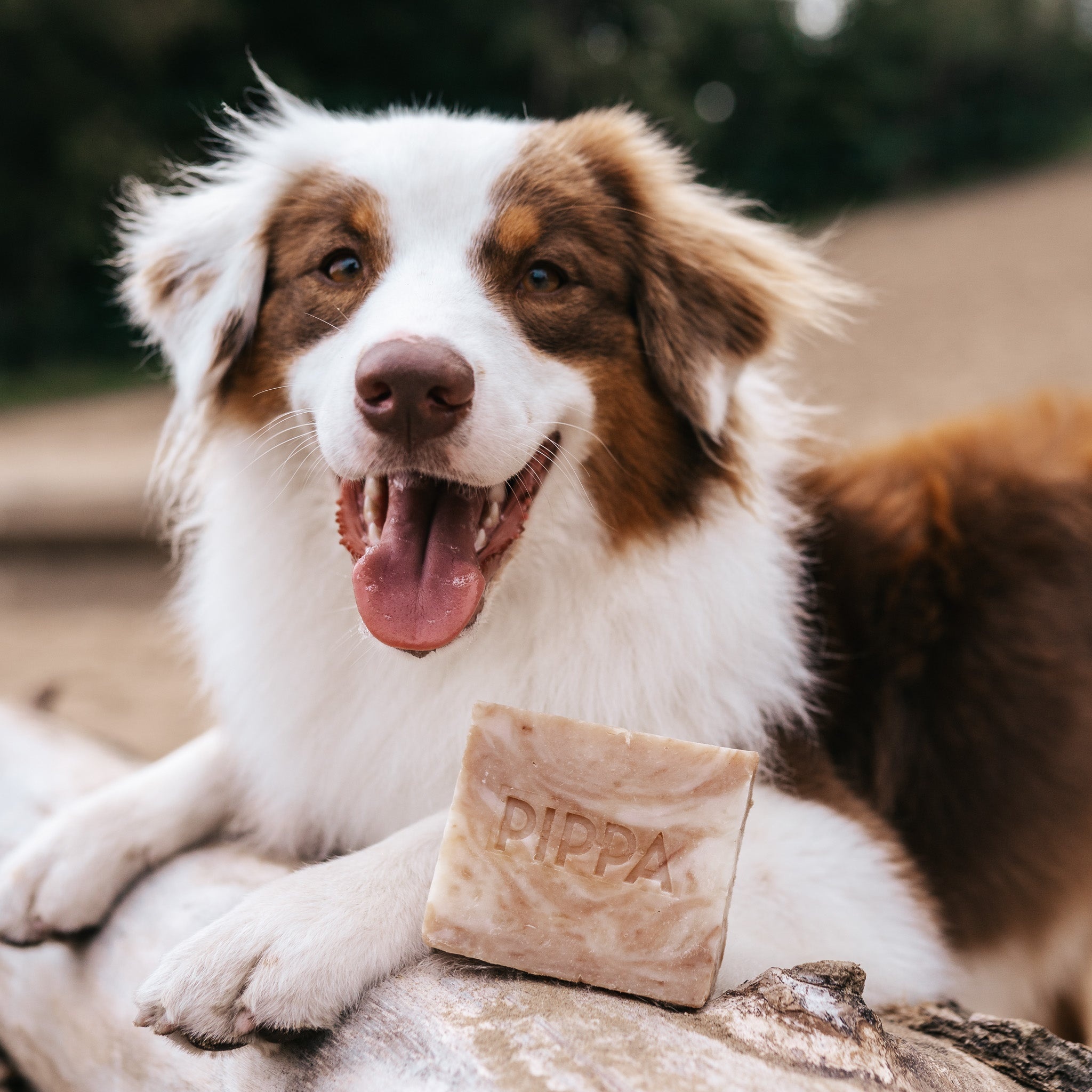 Honing und Propolis Shampoobar für Pferd und Hund