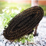 stevige borstel Mustang voor de vacht van het paard