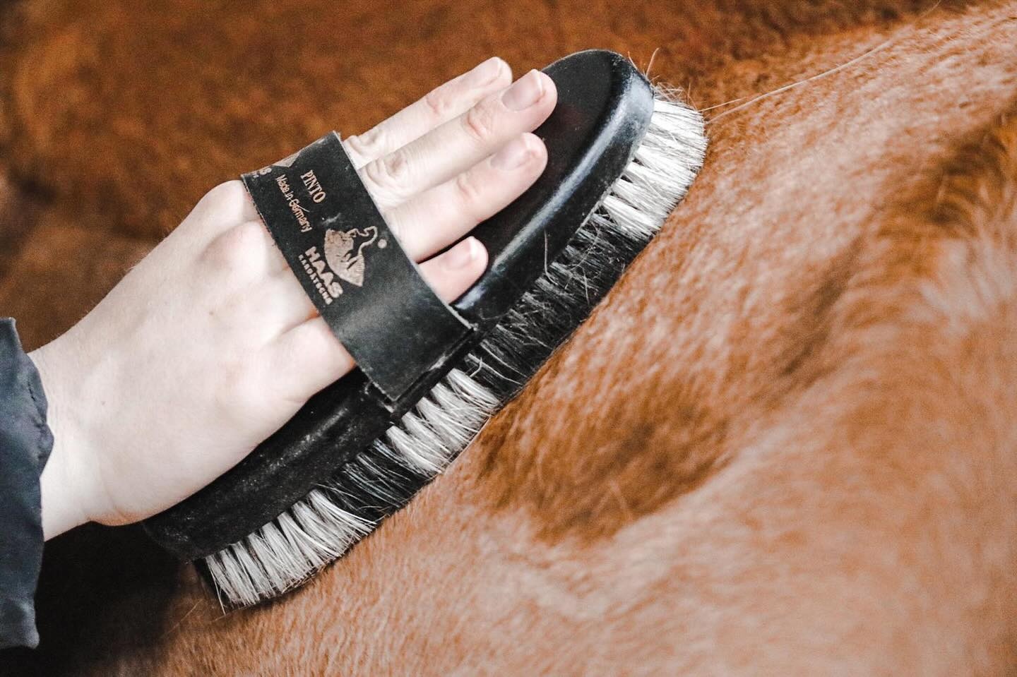 weiche Bürste Pinto aus tierisch Material hergestellt