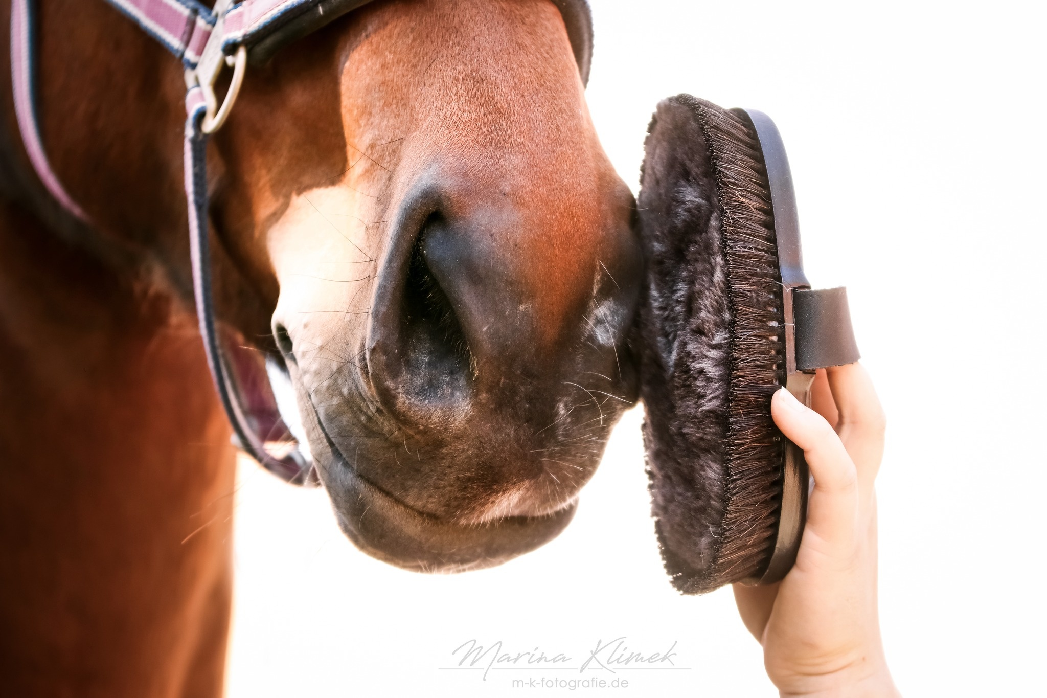 lambskin brush Diva Exlusive for the coat of the horse