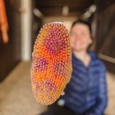 weiche Bürste Damiro aus Plastik hergestellt