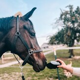 Vachtborstel Noir gemaakt met paardenharen