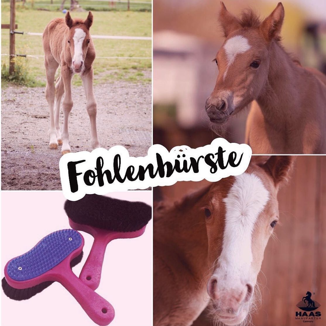 Fohlenburste extra weich
