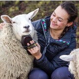 weiche Bürste Lipizzaner für den Fell des Pferd