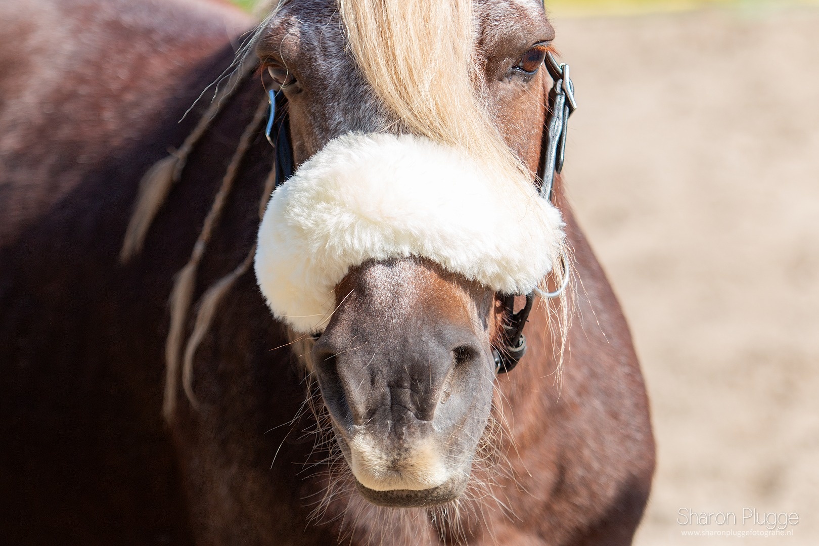 noseband merino lambskin
