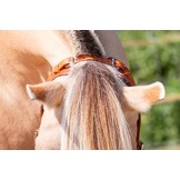 Verbindungsleder für Kopfstück