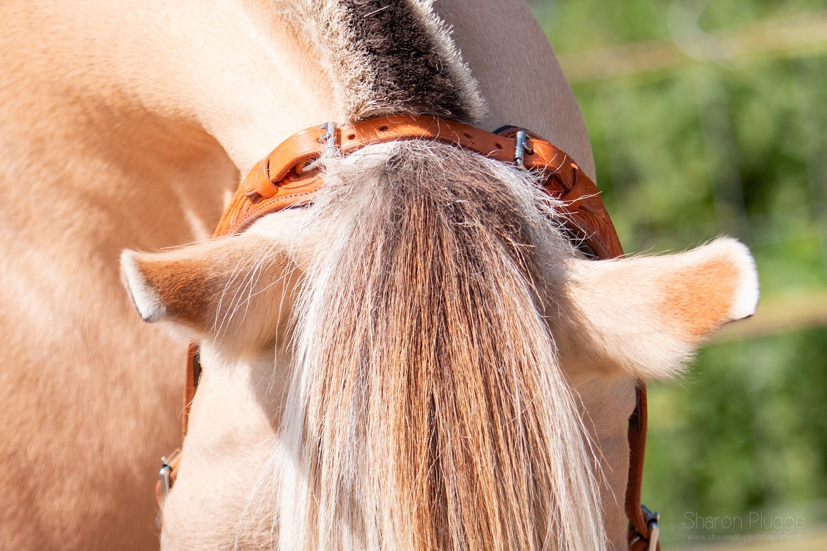 Connector crownstrap for crown piece