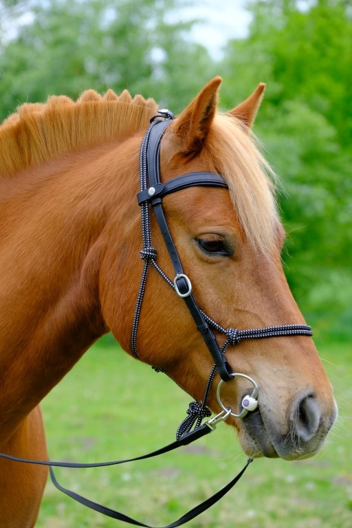 Campari trail combi bridle