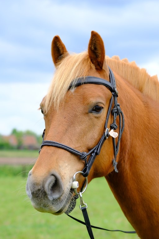Campari trail combi bridle