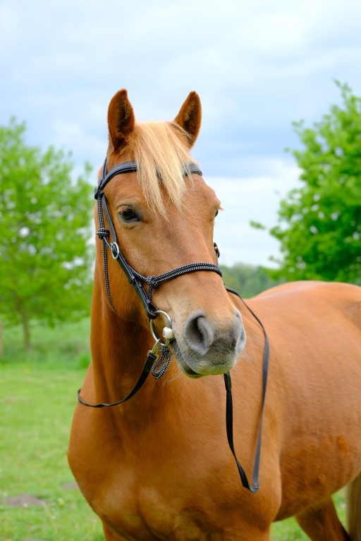 Campari trail combi bridle