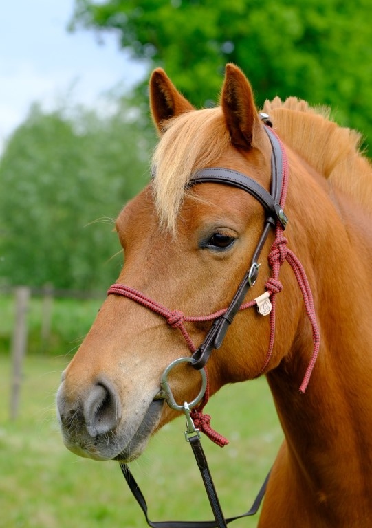 Campari trail combi bridle