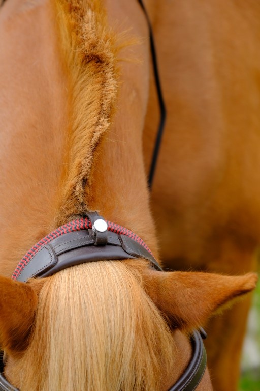 Campari trail combi bridle