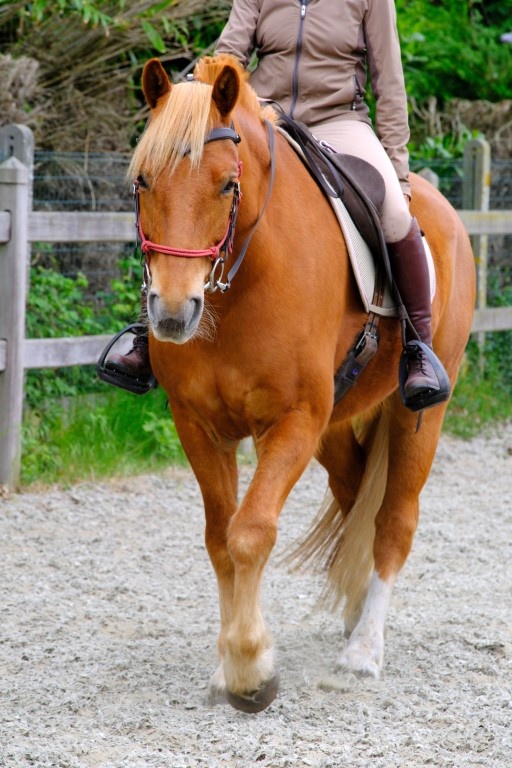 Campari trail combi bridle