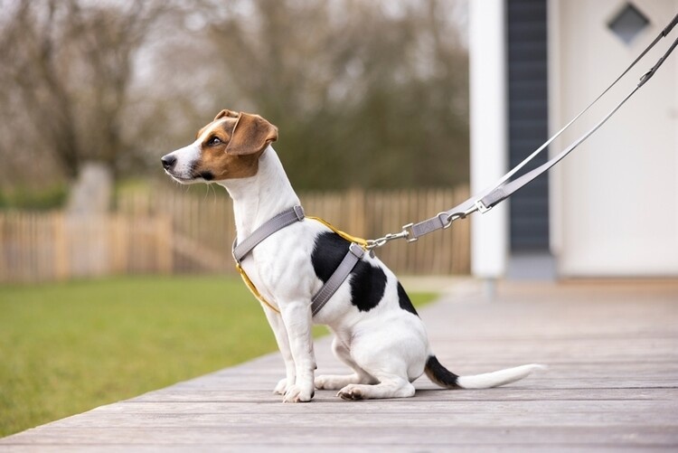 Gebrauchte Anam Cara Hundegeschirr M taupe goldgelb