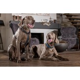 Second hand Anam Cara dog harness M dark blue black grey