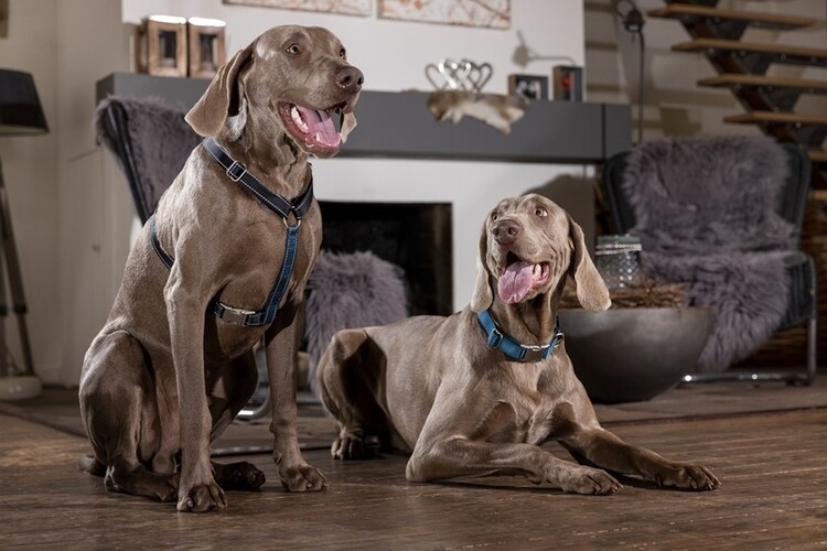 Gebrauchte Anam Cara Hundegeschirr M dunkelblau schwarz grau