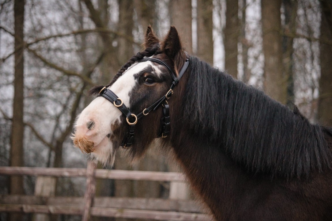 Kappzaum PRO ED-5 mit Anatomisches Kopfstück