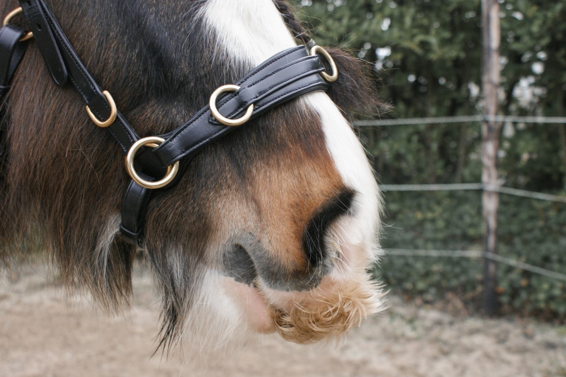 Cavesson PRO ED-5 with anatomical headpiece