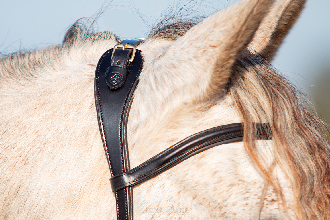 Cavesson PRO ED-5 with anatomical headpiece