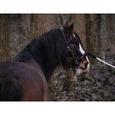 Kaptoom Pro ED-5 met anatomische kopstuk