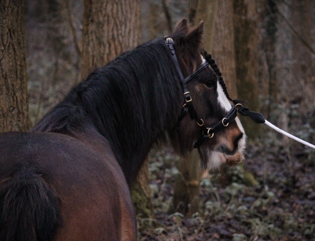 Kappzaum PRO ED-5 mit Anatomisches Kopfstück