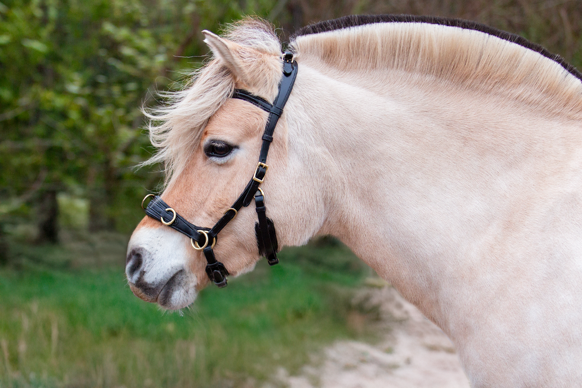 Kappzaum PRO ED-5 mit Anatomisches Kopfstück