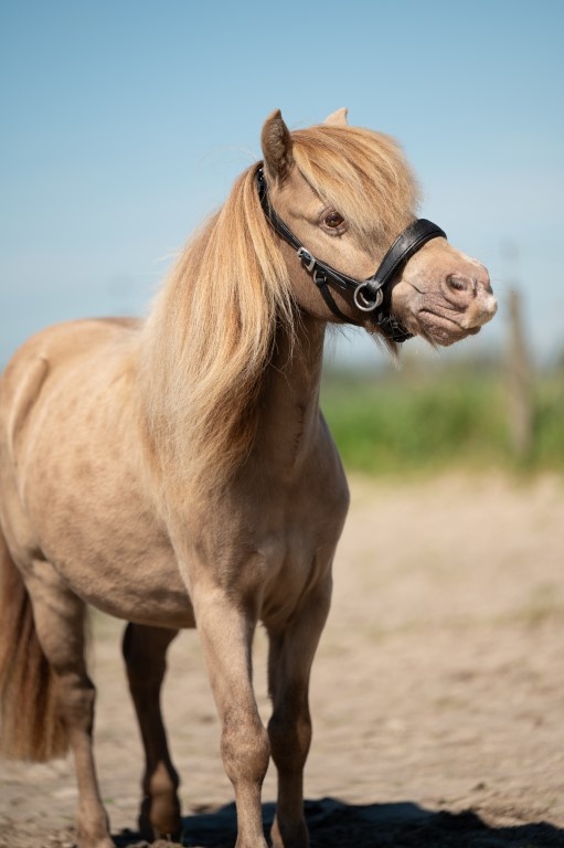 Grace ED2 sidepull bitless bridle