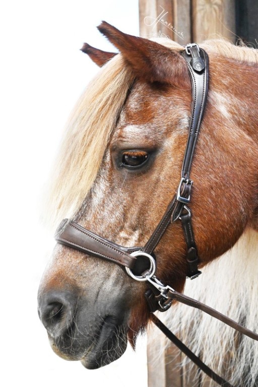 Grace ED2 sidepull bitless bridle