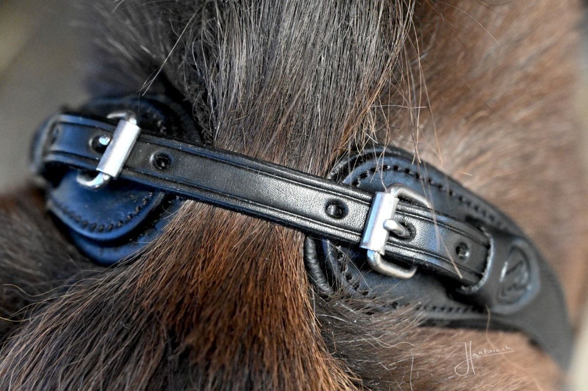 Grace ED2 sidepull bitless bridle