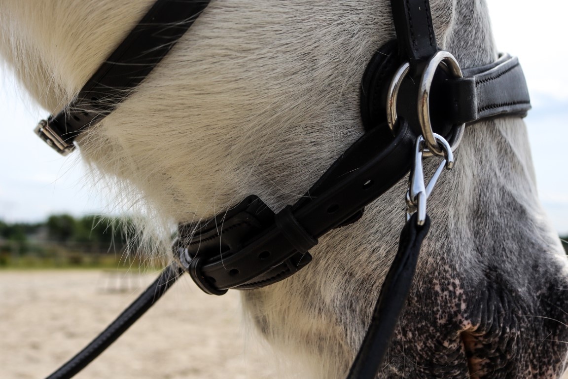 Grace ED2 sidepull bitlooshoofdstel