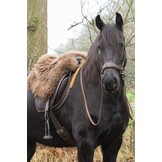 Grace ED2 sidepull bitless bridle