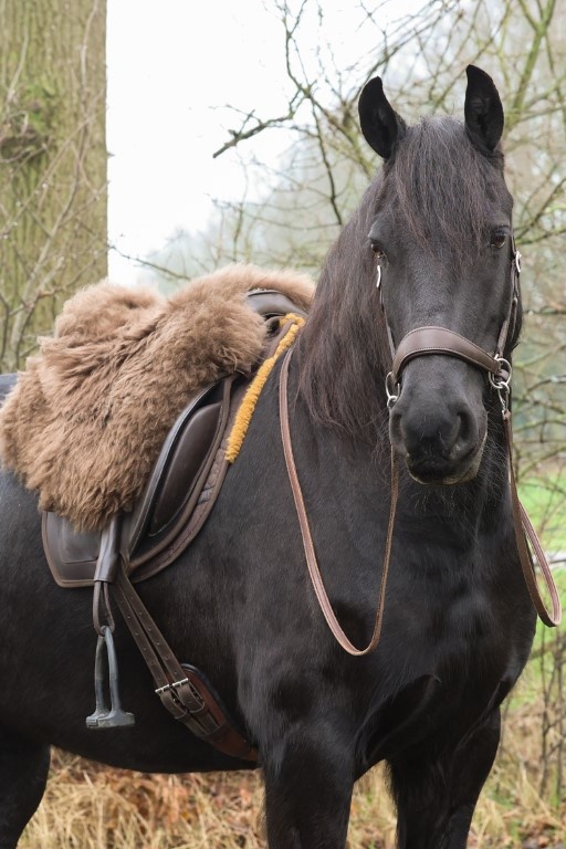 Grace ED2 sidepull bitless bridle