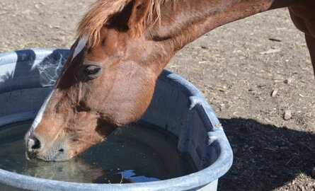 Hoeveel water drinkt een paard per dag? Alles wat je moet weten over de waterbehoefte van je paard